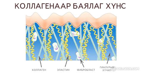 Коллаген бол арьсыг уян хатан, торгомсог байхад нөлөөлөх гол хүчин зүйл ...
