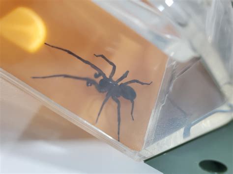 ID Request - Big Brown Spider Toronto, Ontario, Canada : r/spiders