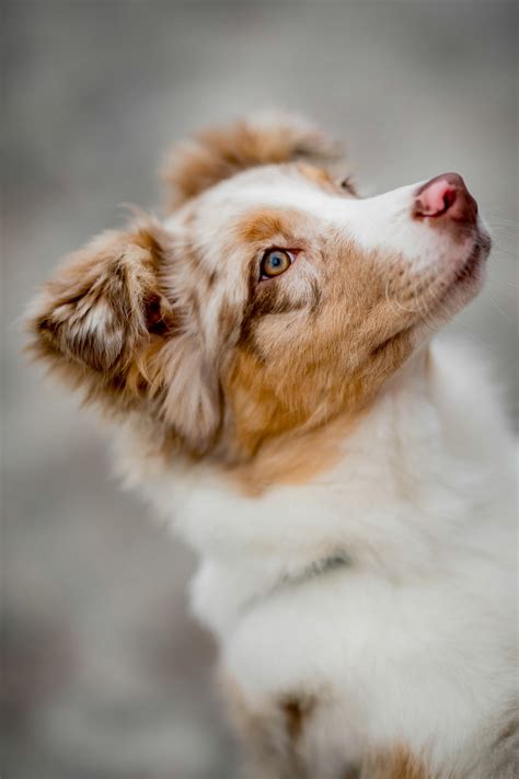 840+ Best Free Australian shepherd Stock Photos & Images · 100% Royalty ...
