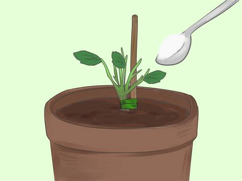 Best Way To Plant Roses In Pots at Kathleen Campion blog