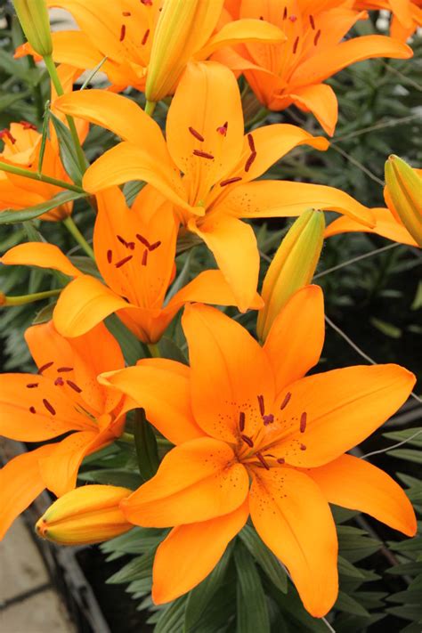 Dutch Lily Days 2018 – holenderskie święto lilii (fotoreportaż ...