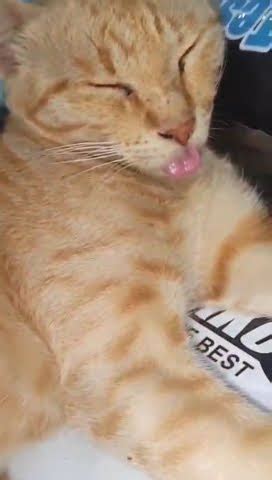 rizz cat - YouTube