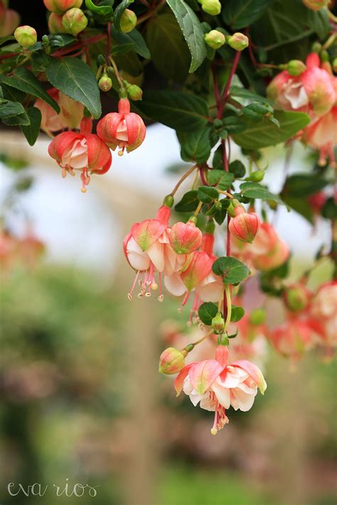 frilly - frilly little fuchsia looking so lovely | Beautiful flowers