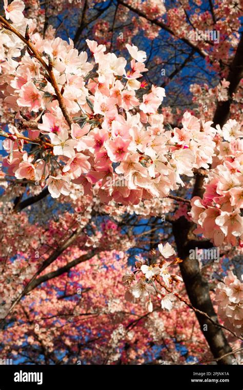 Cherry Blossoms in Washington DC Stock Photo - Alamy