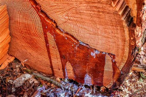 participatory process  improve professional resin tapping medforest