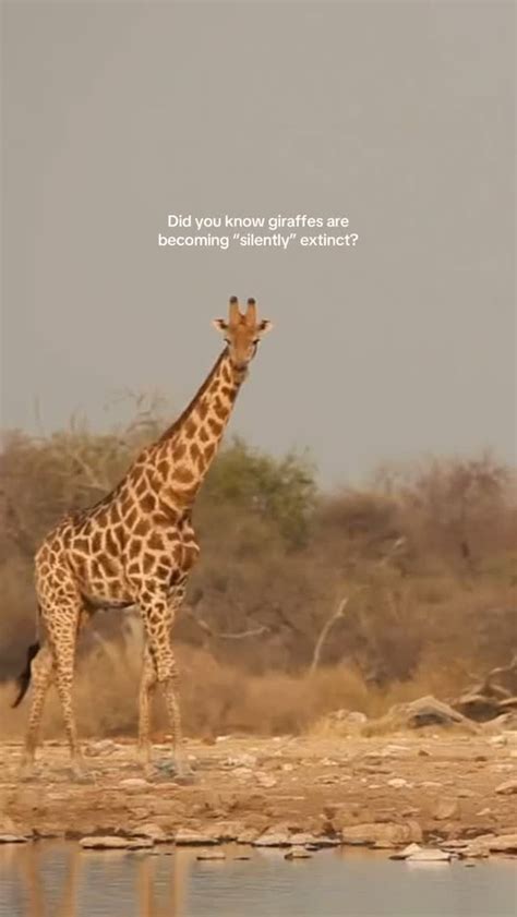 Why Do Dogs Bark? Understanding Canine Communication — The Woof