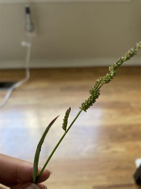 Is this witch grass, if so what can I use it for? : r/pagan