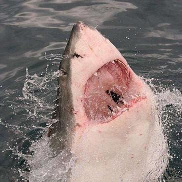 The Great White Shark Project | The Great Projects