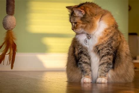 Is My Cat Overweight? 7 Ways to Tell | Great Pet Care