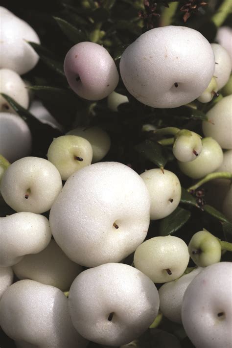 GAULTHERIA - Catalogo Margheriti