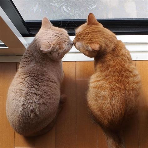 Kiss x kiss : r/aww