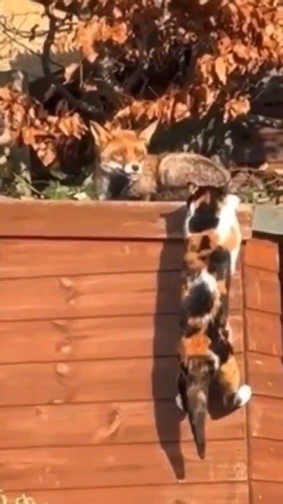 нежданный гость🦊🐱😏#кошки#кошка#лиса#лисы#смешные#смешно#shorts - YouTube