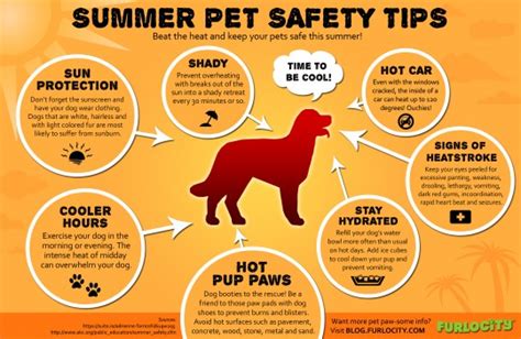 summer dog safety tips  dog stop
