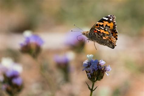 How rain in Africa drives a butterfly mass migration to Europe - Vox