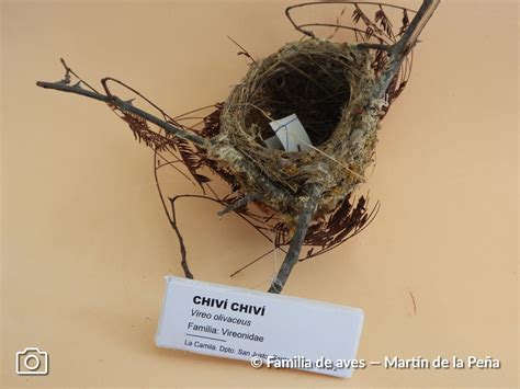 Chiví Chiví – Aves Argentinas