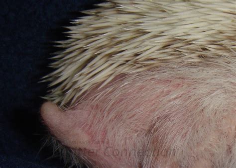 Random Physical Characteristics - Millermeade Farm's Critter Connection