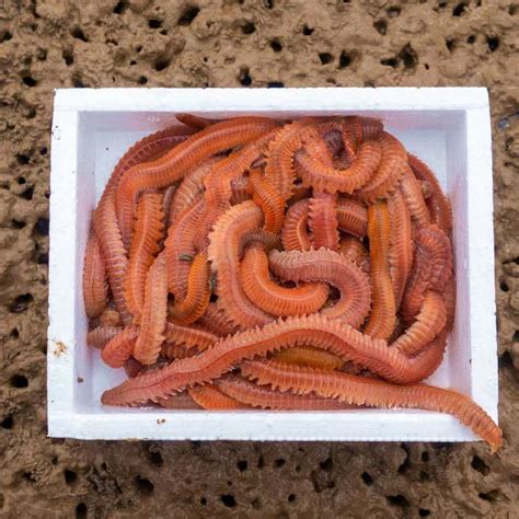 Living Lugworm, Clamworm, Sandworm-Best Living Lure (OIKKI-LUGWORM ...