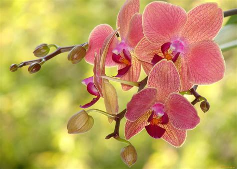Фото орхидеи - почему так прекрасны? (Много фото!) - artshots.ru