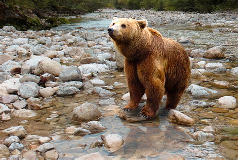 photo bear predator brown bear  image  pixabay