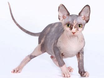 Кошки, которые не линяют