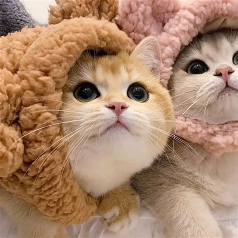 🥰🥰🥰🥰 | Котята, Милый кот, Милые котики