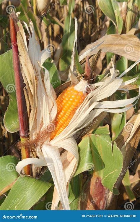 Corn in the Cornfield Ready for Harvest by Farmer Stock Image - Image of corn, farmer: 254891983