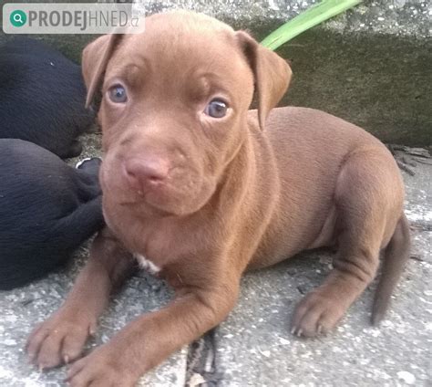 Prodám Prodam štěňatka Pitbull - Nový Jičín (Studénka), inzerce, bazar