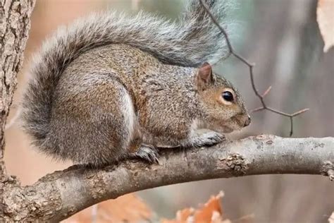 tree squirrel  ground squirrel  differences wildlife informer