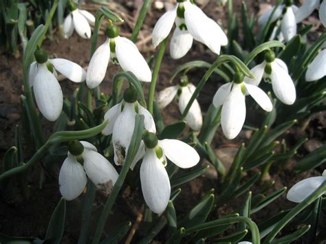 Snowdrop 1 Free Stock Photo | FreeImages