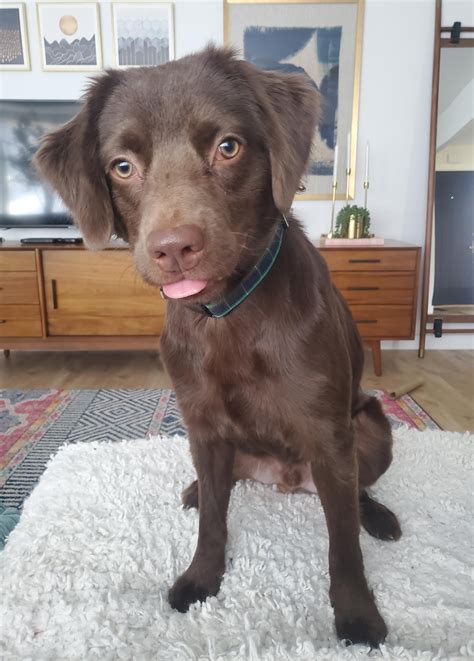 Confusing Embark results. Where does his coloring come from? : r/DoggyDNA