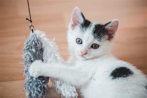 Why Does My Cat Bring Me Toys? - Caring for Pets