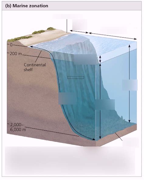 Pelagic Zone Diagram