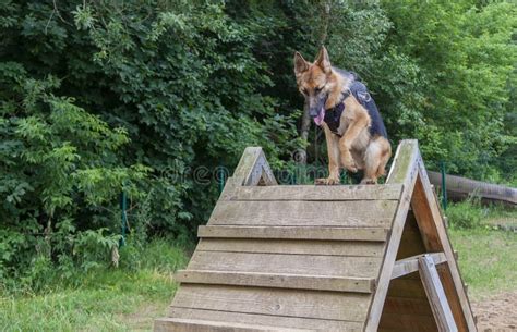 German Shepherd in Training Stock Photo - Image of long, criminal ...