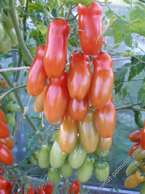 Flaschentomaten - Альбомы - tomat-pomidor.com