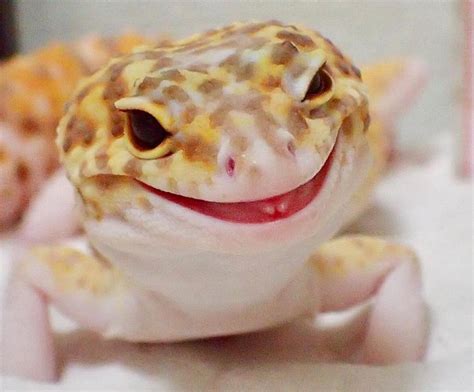 Sorriso Lagarto - Foto de lagarto sorrindo encanta internautas e viraliza nas redes | O ...