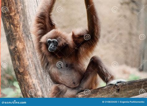 A Gibbon Lounges with Arms Raised, a Perfect Symbol of Carefree ...