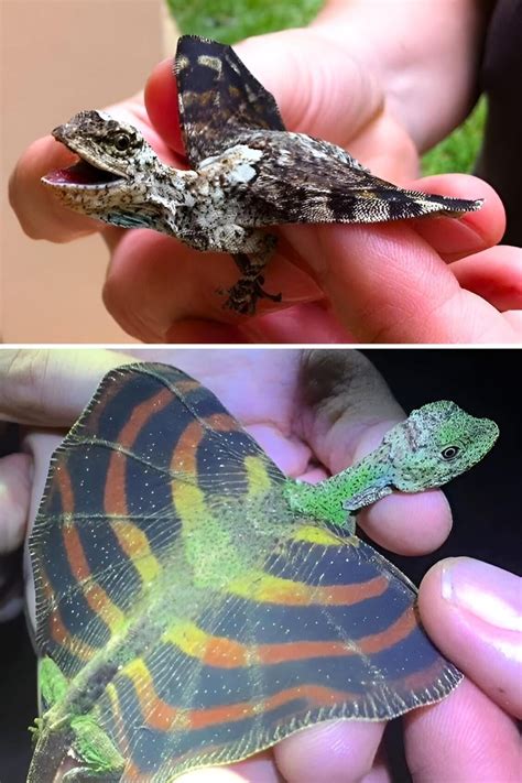 flying dragon    draco volans   genus  gliding lizards