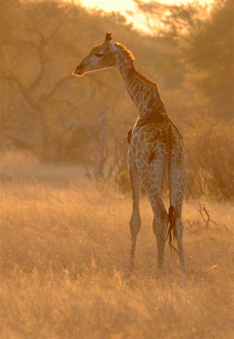 sunset giraffe  inspirational images