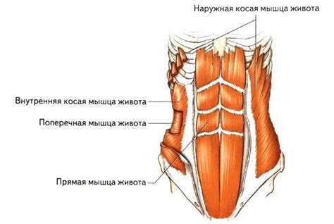 Поперечная мышца живота: как накачать, упражнения
