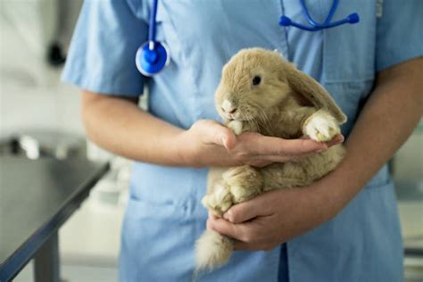 Veterinário Para Coelho Perto De Mim - Veterinário de coelho em Fortaleza - Wellpet