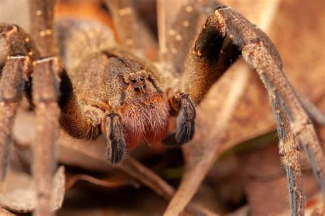 Brazilian Wandering Spider Bite - Animals Around The Globe