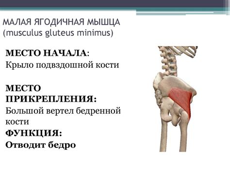 Анатомия человека - презентация онлайн