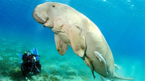 Dugong - morska krava - Znanost