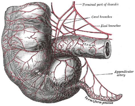 Fungsi Apendiks: Betulkah ia tidak mempunyai apa-apa fungsi? - The Diagnosa