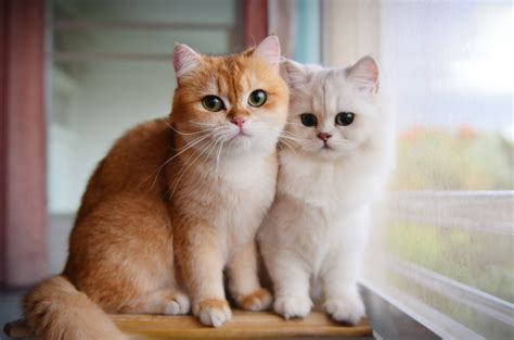 4 Jenis Kucing Peliharaan yang Menggemaskan