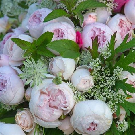 394 best images about a Rose is a Rose is a Rose on Pinterest | Cabbage ...