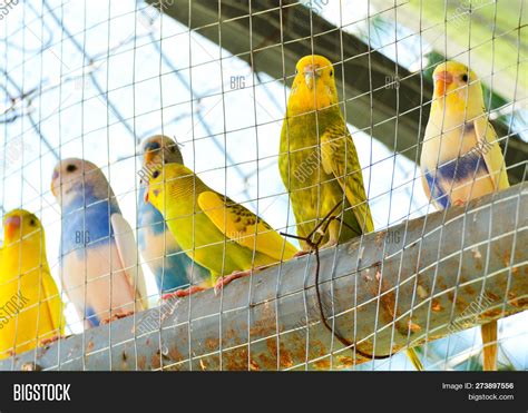 Parrot Cage Blue Image & Photo (Free Trial) | Bigstock