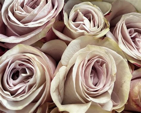 Rose secret garden | DP FLOWERS