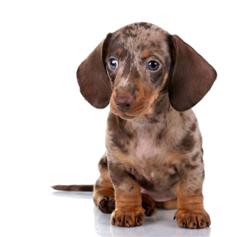5 Most Gentle Dog Breeds for Families, Say Vets - Parade Pets