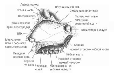 Функции перегородки носа